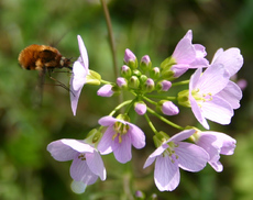 Wiesenschaumkraut-4.jpg